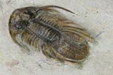 Bargain, Spiny Kolihapeltis Trilobite - Rare Species #161098-1